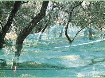Hdpe Anti UV Olive Panen Nets, Pertanian Buah Mengumpulkan Net