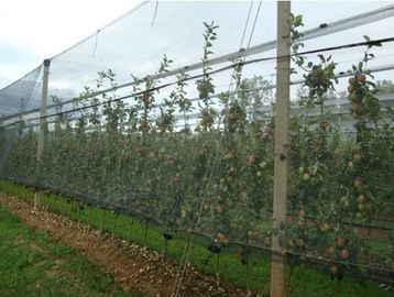 Dark Green HDPE Anti Salam Nets dengan UV Untuk Pertanian, 30gsm - 50gsm