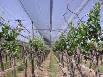 Kekuatan Tinggi Plastik Anti Salam Netting Untuk Vineyard / Grape, Custom